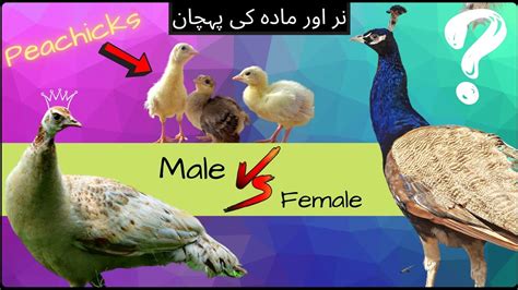 serebi|serebii gender differences.